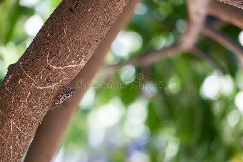 Insecte de cigale, insecte de cigale sur le bois sur l'arbre avec le fond vert photo stock Insecte de cigale, insecte de cigale sur le bois sur l'arbre avec le fond vert photo stock