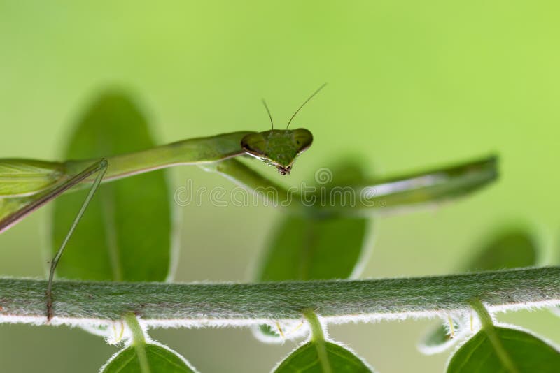 Insecte de Mantis images stock Insecte de Mantis images stock