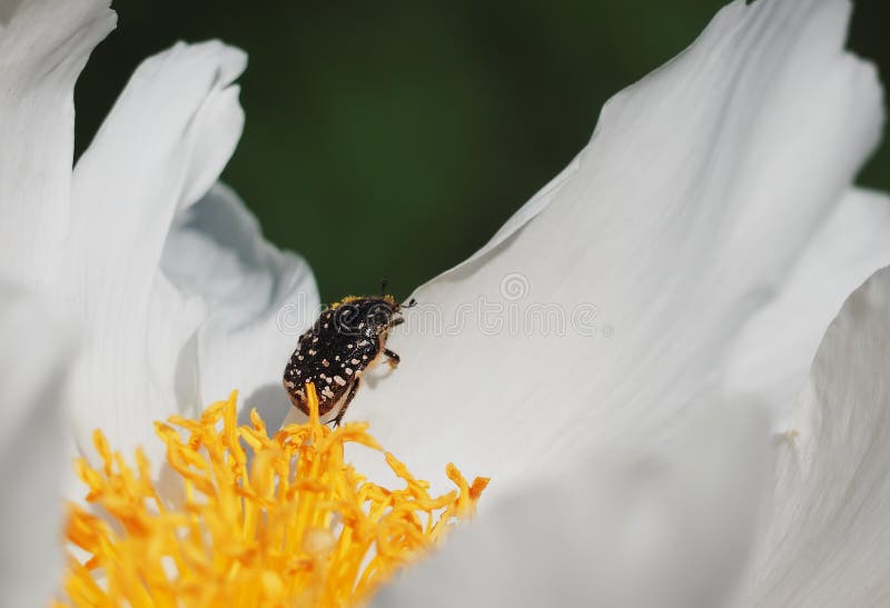 Insecte montant la fleur photographie stock Insecte montant la fleur photographie stock