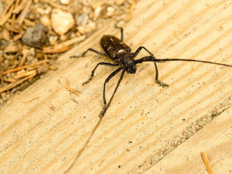 Insecte Noir Avec Queue Qui Se Leve Insecte Noir Avec De Longues Antennes Photo stock - Image du montagnes
