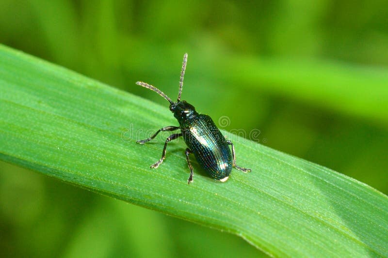 Insecte Noir Avec Queue Qui Se Leve Insecte noir sur une herbe photo stock. Image du brillant - 37933140