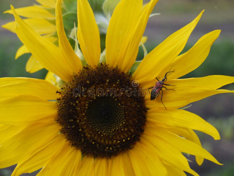 Insecte sur le tournesol images stock Insecte sur le tournesol images stock