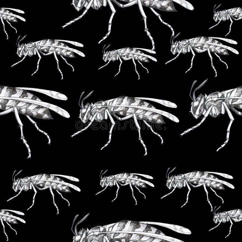Insecte tipice pentru viespi pe fond negru izolat alb stock illustration