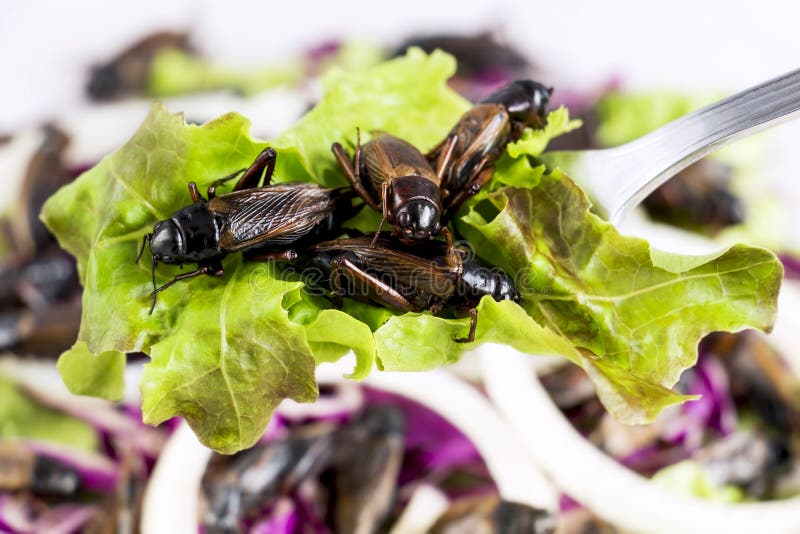 Insectes de nourriture : Insecte de crickets frit pour manger comme produits alimentaires sur la cuillère et dans le légume de sa photos stock Insectes de nourriture : Insecte de crickets frit pour manger comme produits alimentaires sur la cuillère et dans le légume de sa photos stock