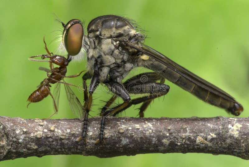 Insectmoordenaar die rode mier eten stock afbeeldingen Insectmoordenaar die rode mier eten stock afbeeldingen