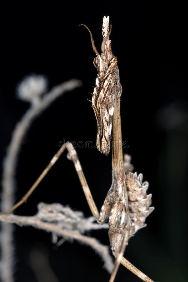 Insecto de Empusa Pennata imagenes de archivo Insecto de Empusa Pennata imagenes de archivo