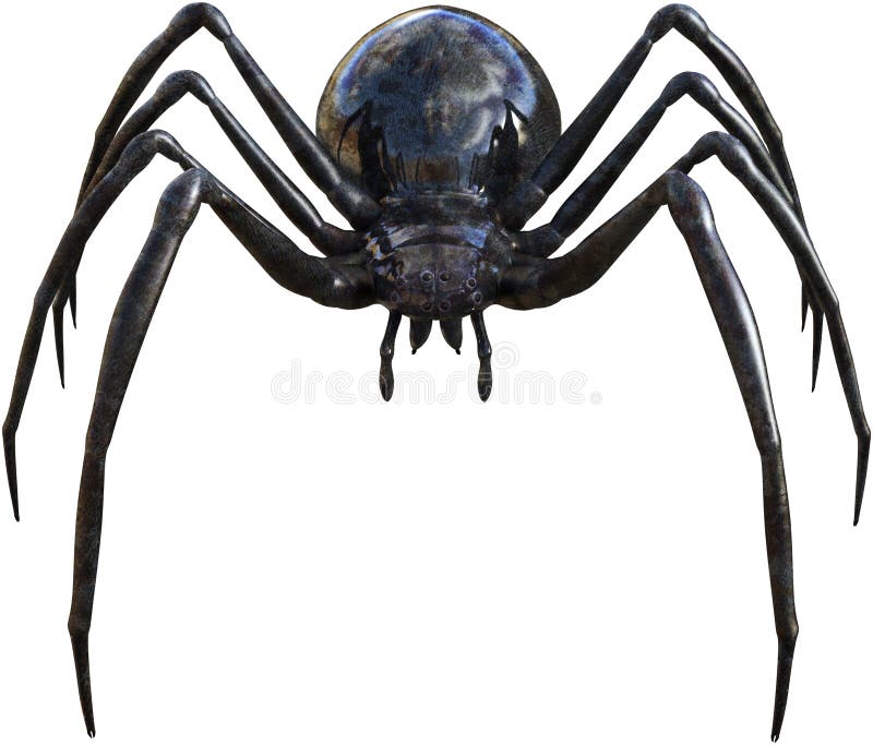 Insecto de la araña de la viuda negra aislado