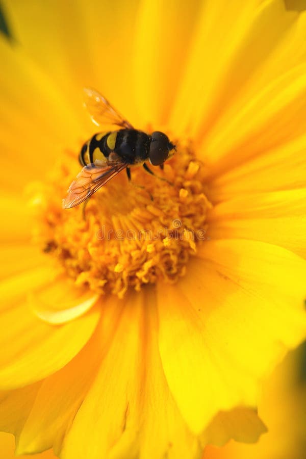Download Insecto En La Flor Amarilla Imagen de archivo - Imagen de amarillo, abeja: 176647