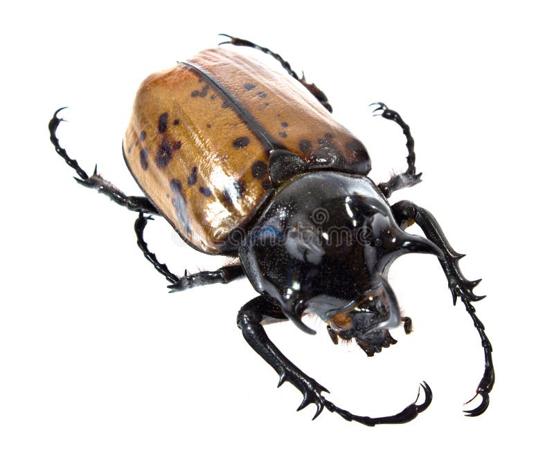 Insecto, escarabajo, insecto del escarabajo del rinoceronte fotografía de archivo Insecto, escarabajo, insecto del escarabajo del rinoceronte fotografía de archivo