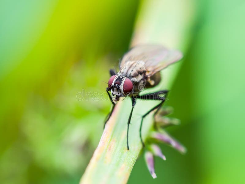 Macro Photo of Exotic Drosophila Fruit Fly Diptera Insect on Green Grass. Macro Photo of Exotic Drosophila Fruit Fly Diptera Insect on Green Grass