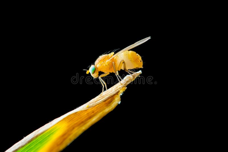 Exotic Drosophila Fruit Fly Diptera Insect on Plant Isolated on Black Background Macro. Exotic Drosophila Fruit Fly Diptera Insect on Plant Isolated on Black Background Macro