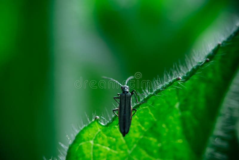 Insecto macro del insecto de la foto fotografía de archivo libre de regalías Insecto macro del insecto de la foto fotografía de archivo libre de regalías