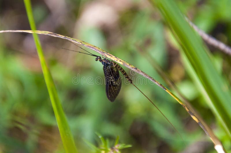 Insecto negro del Ephemeroptera del pato macho que se sienta en la hoja de la hierba verde fotografía de archivo libre de regalías Insecto negro del Ephemeroptera del pato macho que se sienta en la hoja de la hierba verde fotografía de archivo libre de regalías