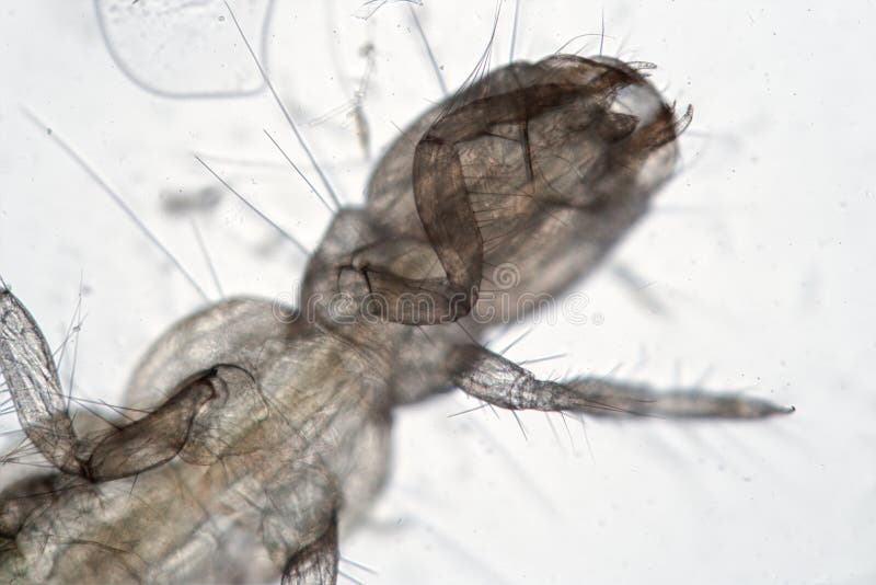 Озеро муху. Chironomidae личинки. Orthocladiinae личинки. Chironomidae Larvae под микроскопом. Chironomidae под микроскопом.