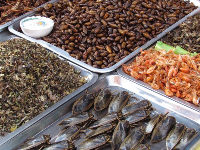 Insectos para comer Pattaya Tailandia imagenes de archivo Insectos para comer Pattaya Tailandia imagenes de archivo