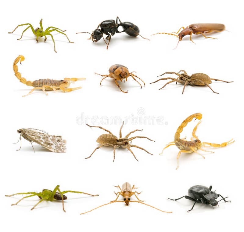 Porción De Los Insectos Del Juguete Imagen de archivo - Imagen de insectos,  porciones: 20328023