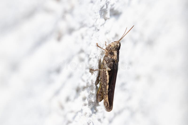 Insects and animals. Selective focus on a brown grashopper or locust on a white wall. Macro royalty free stock photo