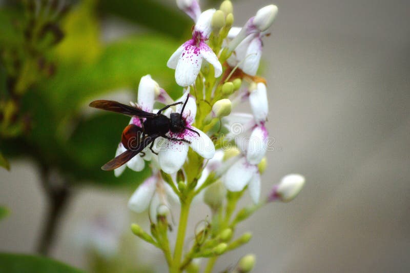 Insects are Being Feed on Nectar and Pollinate the Flowers Stock Image
