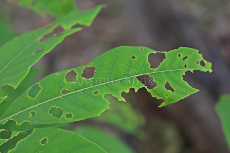 Insects bite leaf. stock image. Image of garden, outdoor 124699701