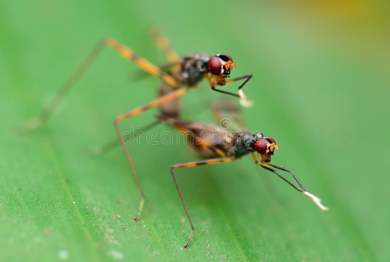 Two insects breeding stock image. Image of female, male 22876885