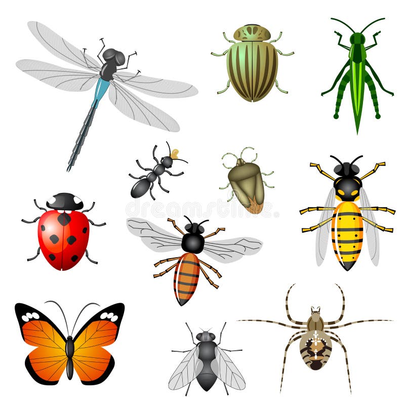 Insects and bugs stock vector. Illustration of ladybird - 18407761