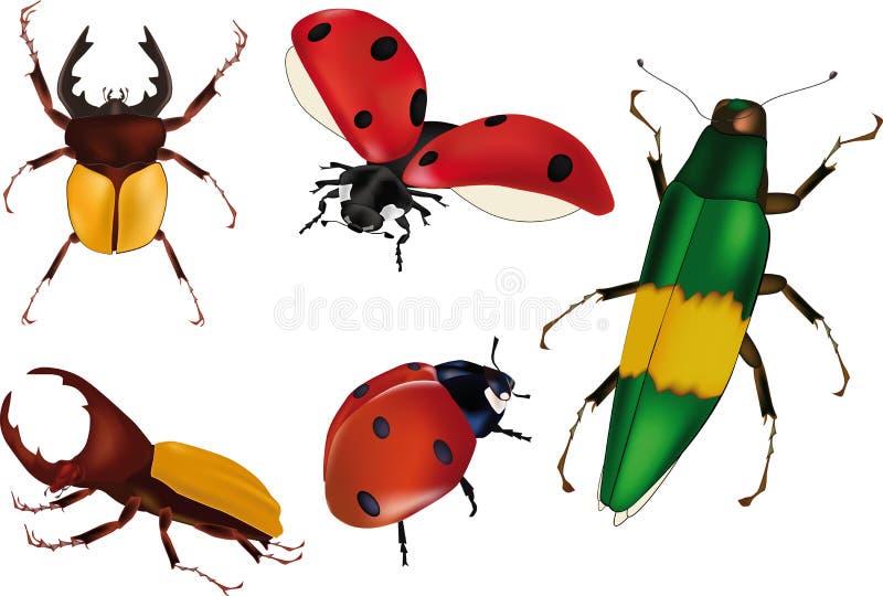 Insects bugs ladybirds royalty free illustration
