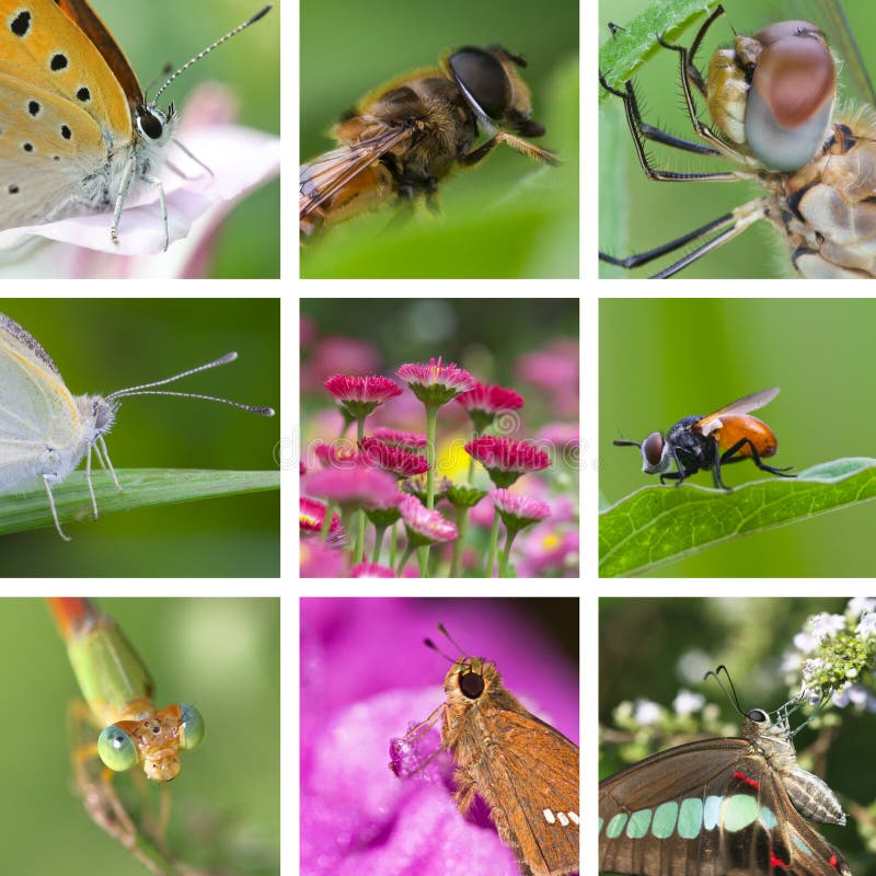 Insects collection