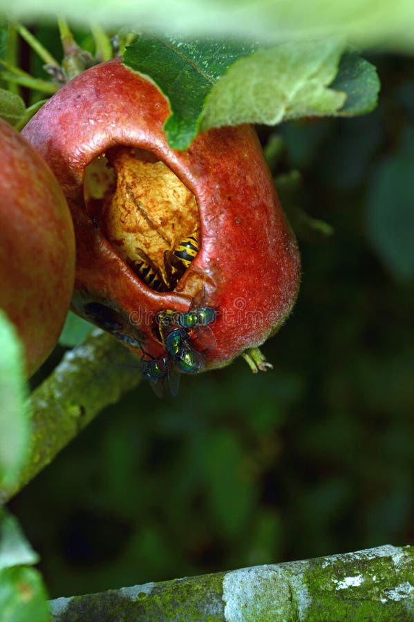 Insects eating an apple. stock photo. Image of autumn 37968332