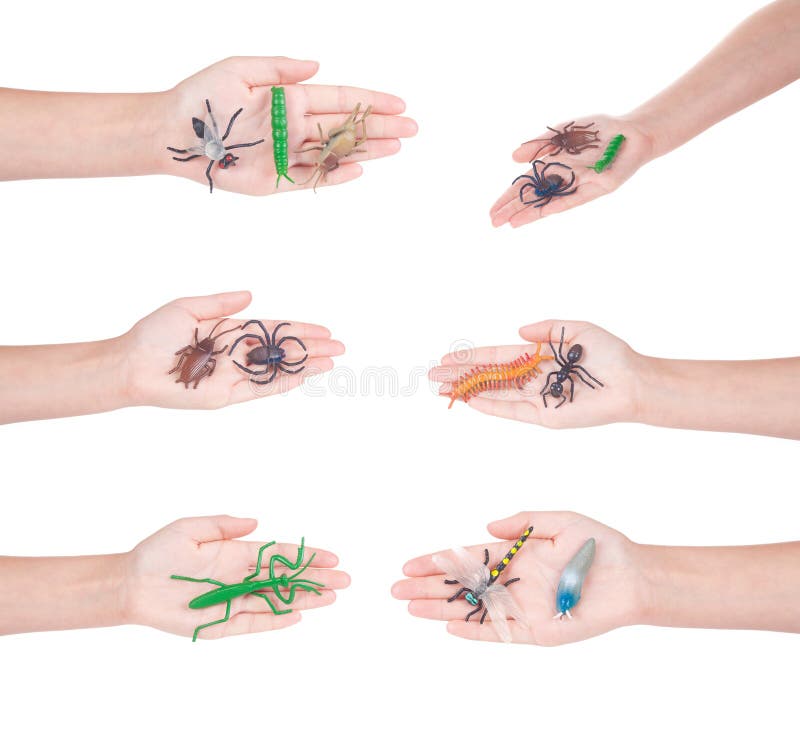 Insects In A Female Hand, Isolated Stock Photo Image of scary, female