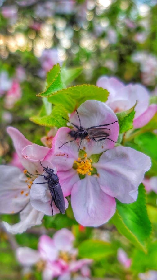Insects on flower stock photo. Image of insects, invertebrate 233606644