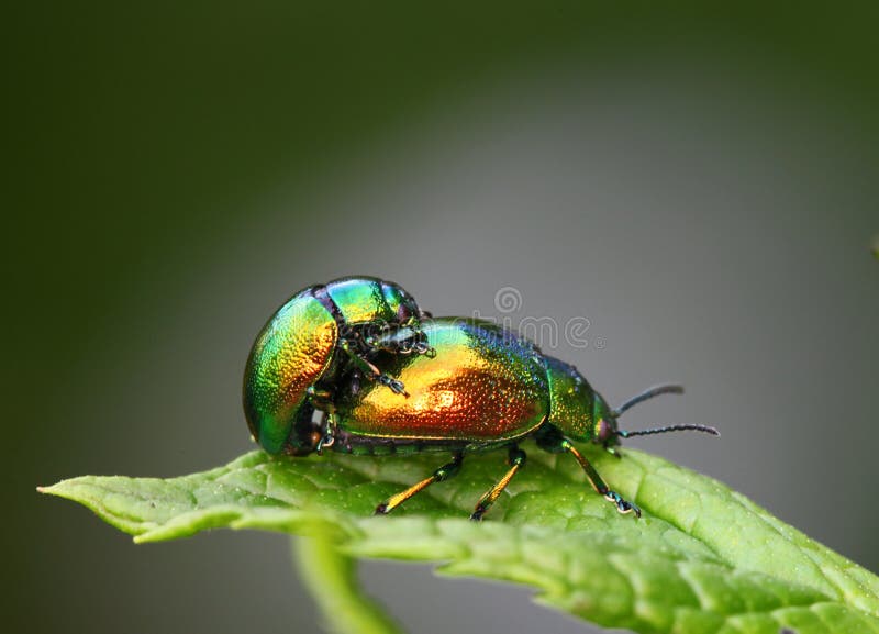 Insects mating