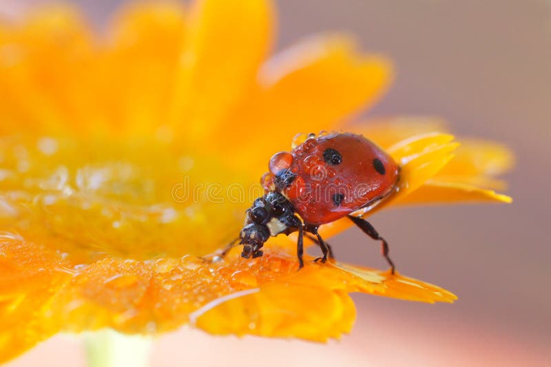 Insects in the nature stock image Insects in the nature stock image
