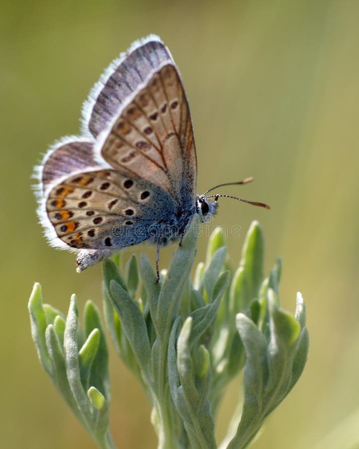 Insects in the nature