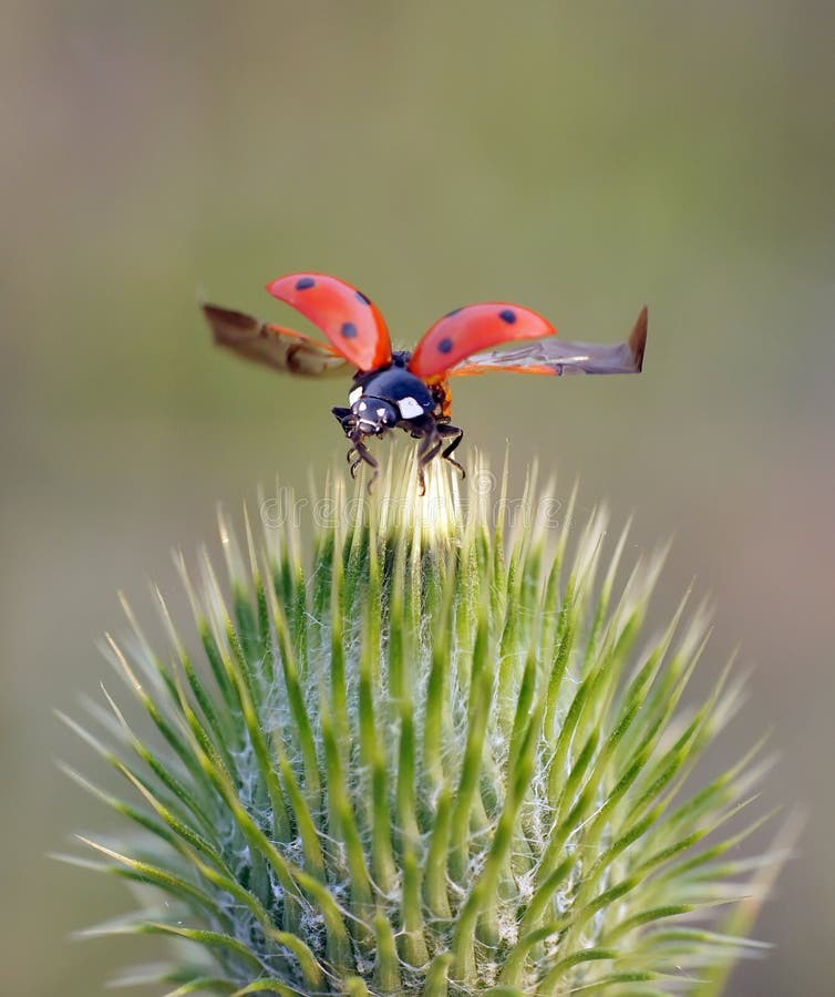 Insects in the nature