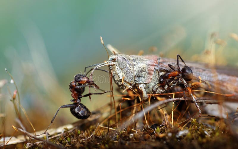 Insects in the nature