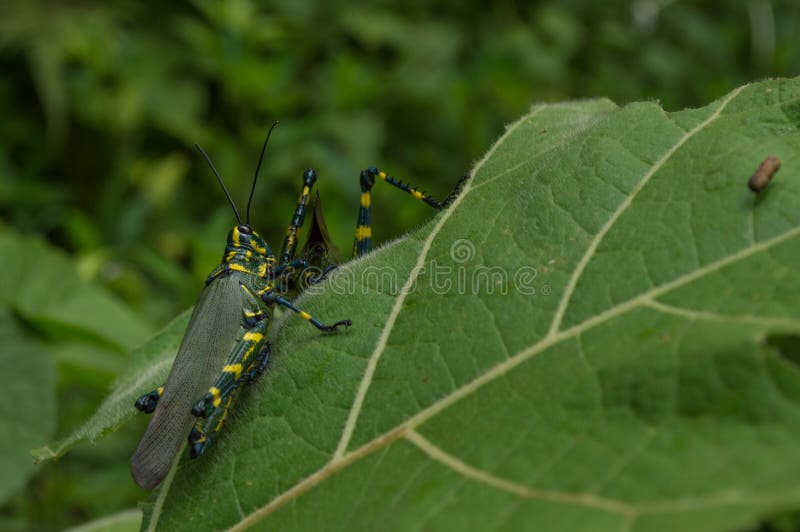 Insects in nature stock image. Image of wild, colorful 117389933