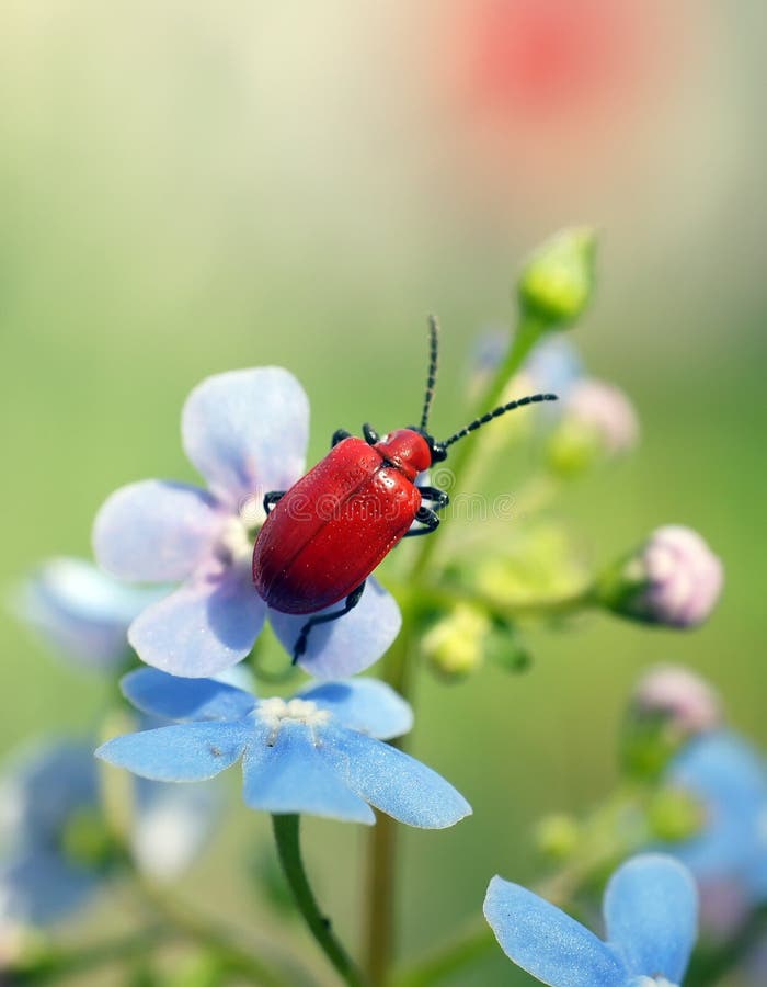 Insects in the nature