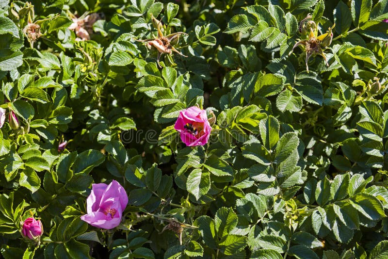 Insects Pollinate a Bush of Pink Roses Stock Image Image of spring