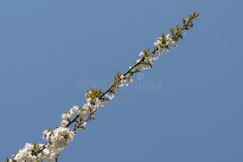 Insects that Pollinate a Cherry Tree in Bloom in Spring Stock Photo
