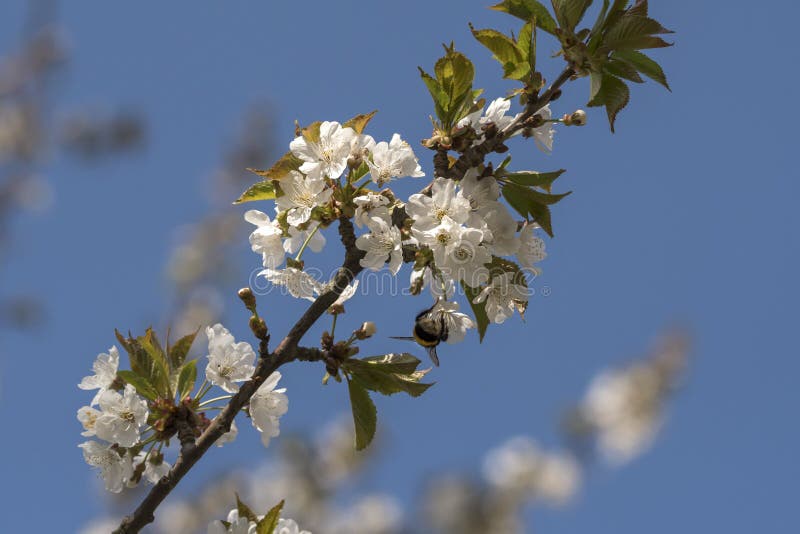 Insects that Pollinate a Cherry Tree in Bloom in Spring Stock Photo