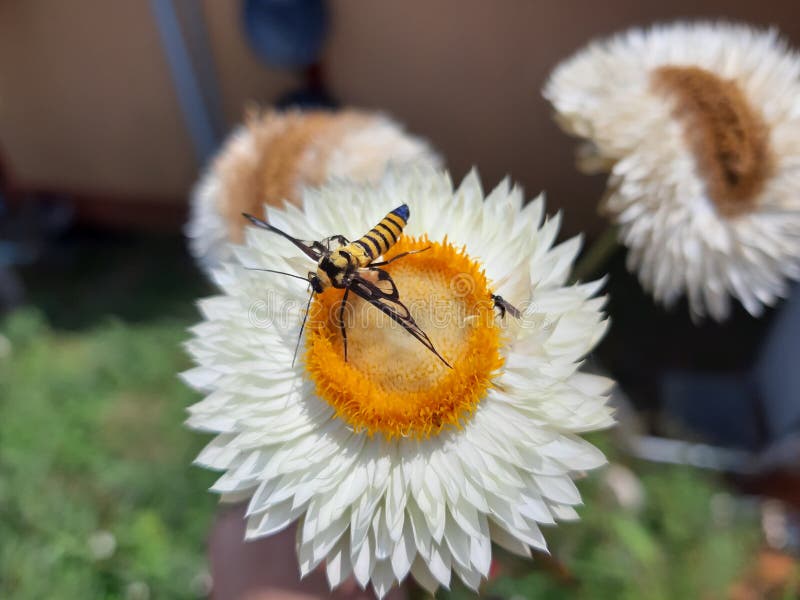 Insects are Sucking Nectar from Flower Stock Image Image of