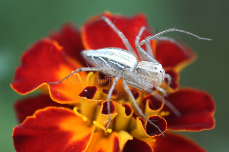 Insectzitting op een bloemmacro stock afbeeldingen Insectzitting op een bloemmacro stock afbeeldingen
