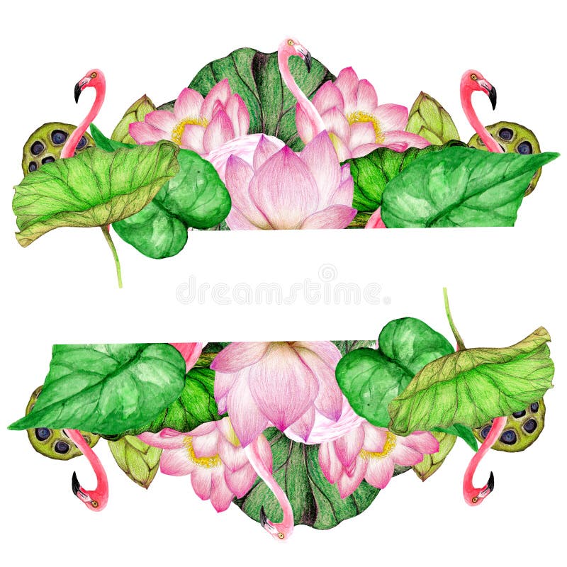 Insegna disegnata a mano dei fenicotteri dell'acquerello, fiori di loto illustrazione di stock Insegna disegnata a mano dei fenicotteri dell'acquerello, fiori di loto illustrazione di stock
