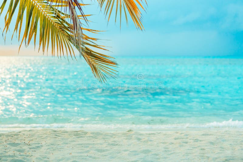 Insegna perfetta della spiaggia, luce di tramonto e mare calmo confuso, di foglia di palma sopra l'acqua di mare blu immagine stock libera da diritti Insegna perfetta della spiaggia, luce di tramonto e mare calmo confuso, di foglia di palma sopra l'acqua di mare blu immagine stock libera da diritti