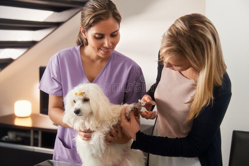 Insegnamento veterinario come utilizzare il tagliatore di chiodo con il cane fotografia stock Insegnamento veterinario come utilizzare il tagliatore di chiodo con il cane fotografia stock