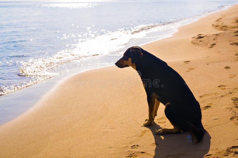 Insegua da solo sulla sabbia bagnata liscia della spiaggia che guarda fuori al mare fotografia stock libera da diritti Insegua da solo sulla sabbia bagnata liscia della spiaggia che guarda fuori al mare fotografia stock libera da diritti