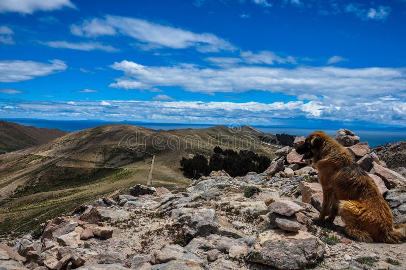 Insegua godere del paesaggio splendido di Isla del Sol, Bolivia immagini stock libere da diritti Insegua godere del paesaggio splendido di Isla del Sol, Bolivia immagini stock libere da diritti