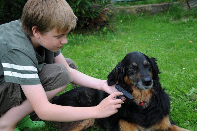 Grooming, boy combing and detangling the fur of his dog. Grooming, boy combing and detangling the fur of his dog