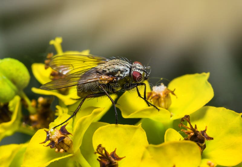 Insekt komarnica makro- na kwiatach fotografia stock Insekt komarnica makro- na kwiatach fotografia stock