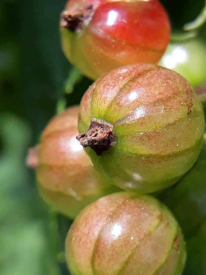 Insekta housefly housefly obraz stock Insekta housefly housefly obraz stock